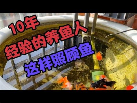 金魚產卵怎麼辦|新手必看：金魚生蛋指南